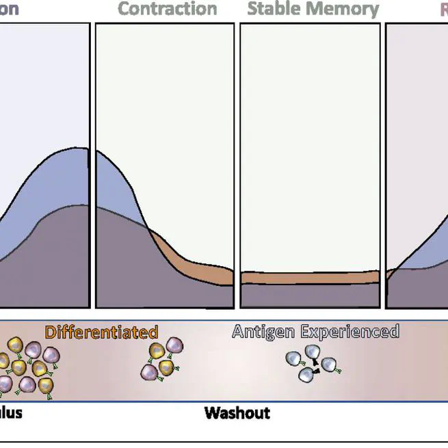 Links between Immunologic Memory and Metabolic Cycling