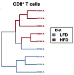 High CD8 T-Cell Receptor Clonality and Altered CDR3 Properties Are Associated With Elevated Isolevuglandins in Adipose Tissue During Diet-Induced Obesity