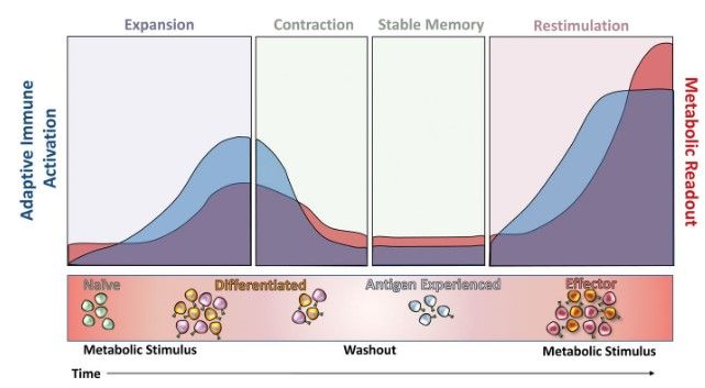 Key figure from Links between Immunologic Memory and Metabolic Cycling