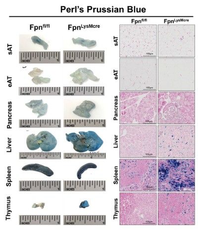 Key figure from  Myeloid‑specific deletion of ferroportin impairs macrophage bioenergetics but is disconnected from systemic insulin action in adult mice