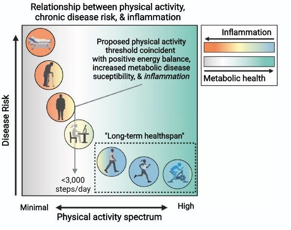Key figure from  Exercise and Adipose Tissue Immunity: Outrunning Inflammation