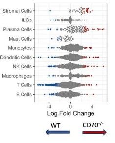 Key figure from Interrupting T Cell Memory Ameliorates Exagger‑ ated Metabolic Response to Weight Cycling