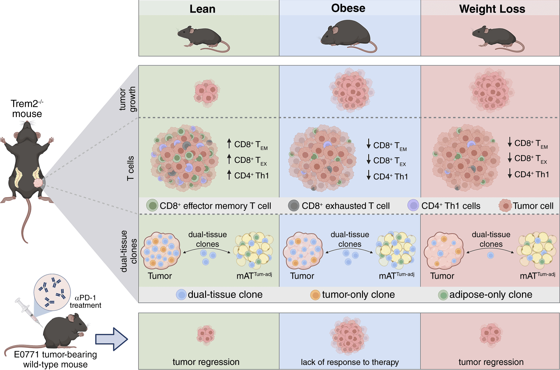 Key figure from Comparison of Lean, Obese, and Weight-Loss Models Reveals TREM2 Deficiency Attenuates Breast Cancer Growth Uniquely in Lean Mice and Alters Clonal T-cell Populations